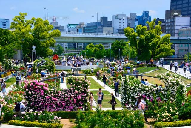 中之島バラ園クルーズ