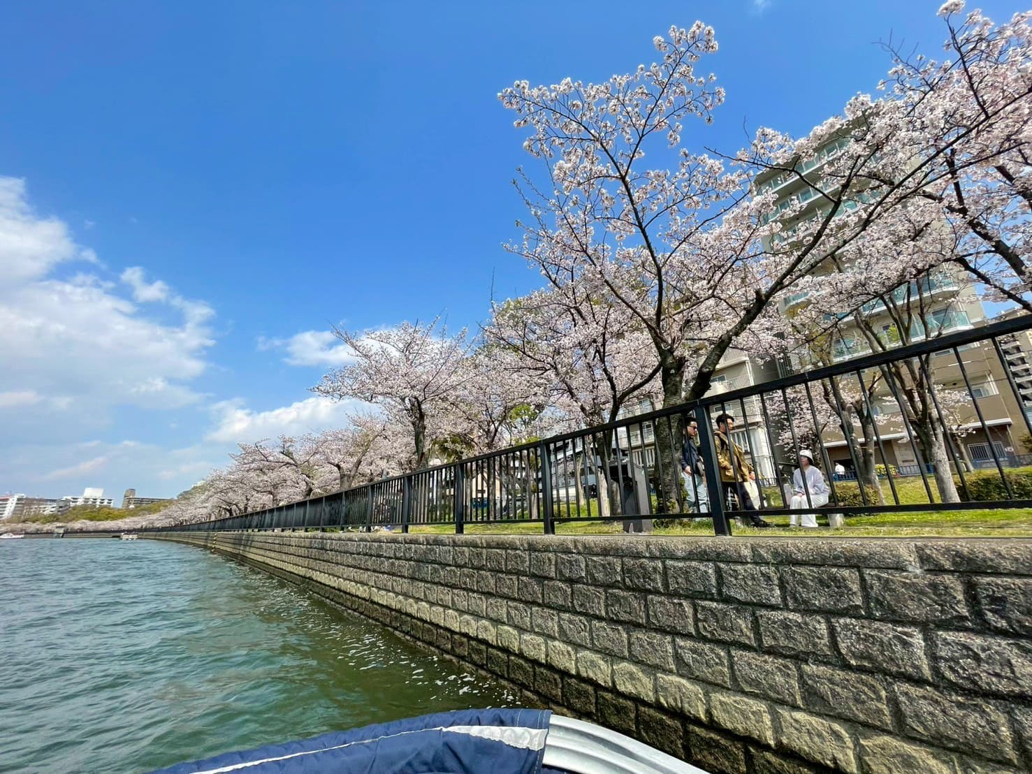 川沿いに連なる満開の桜