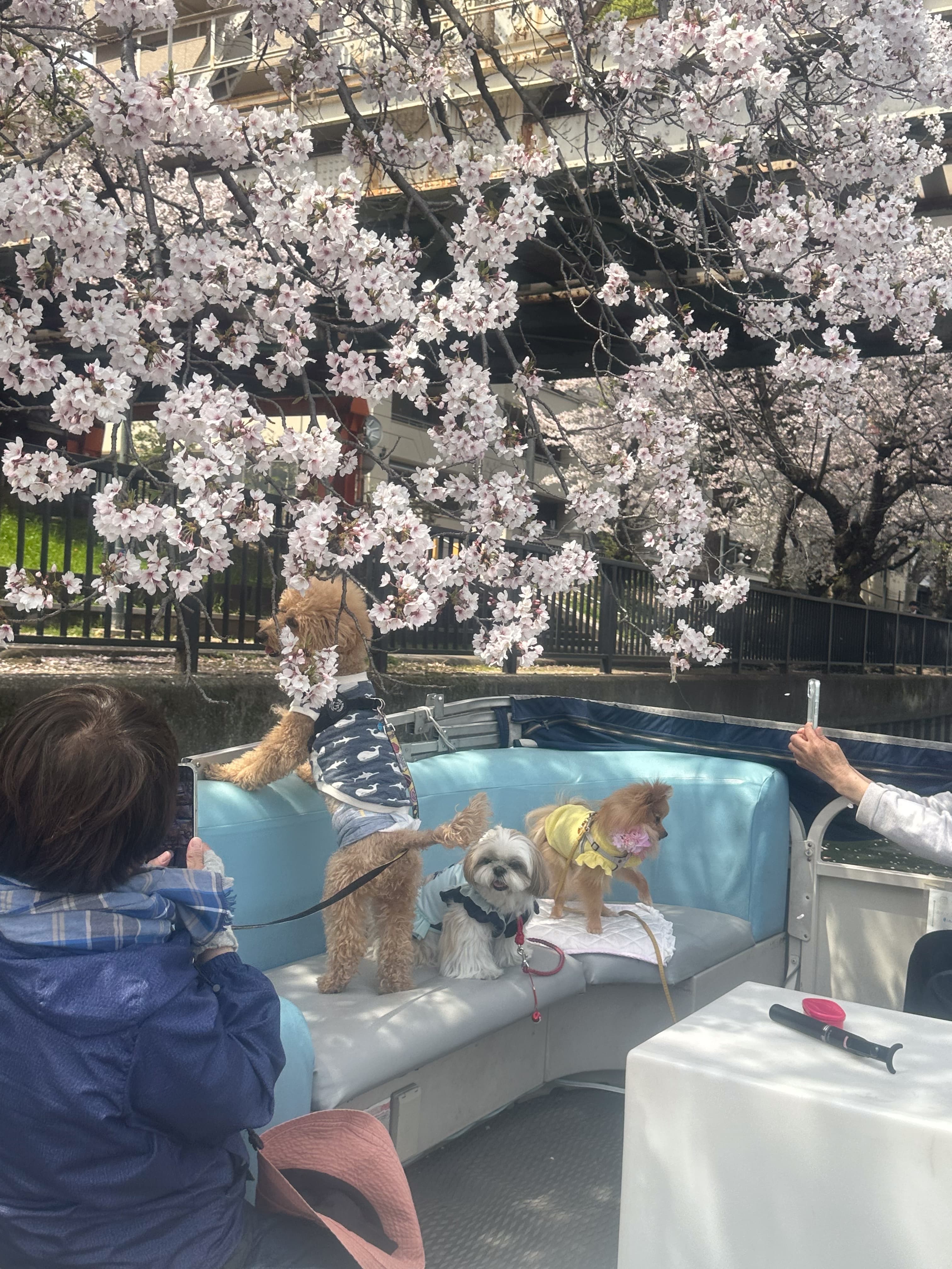 思い出はその場でカタチに。シャッターが止まらない春の絶景。